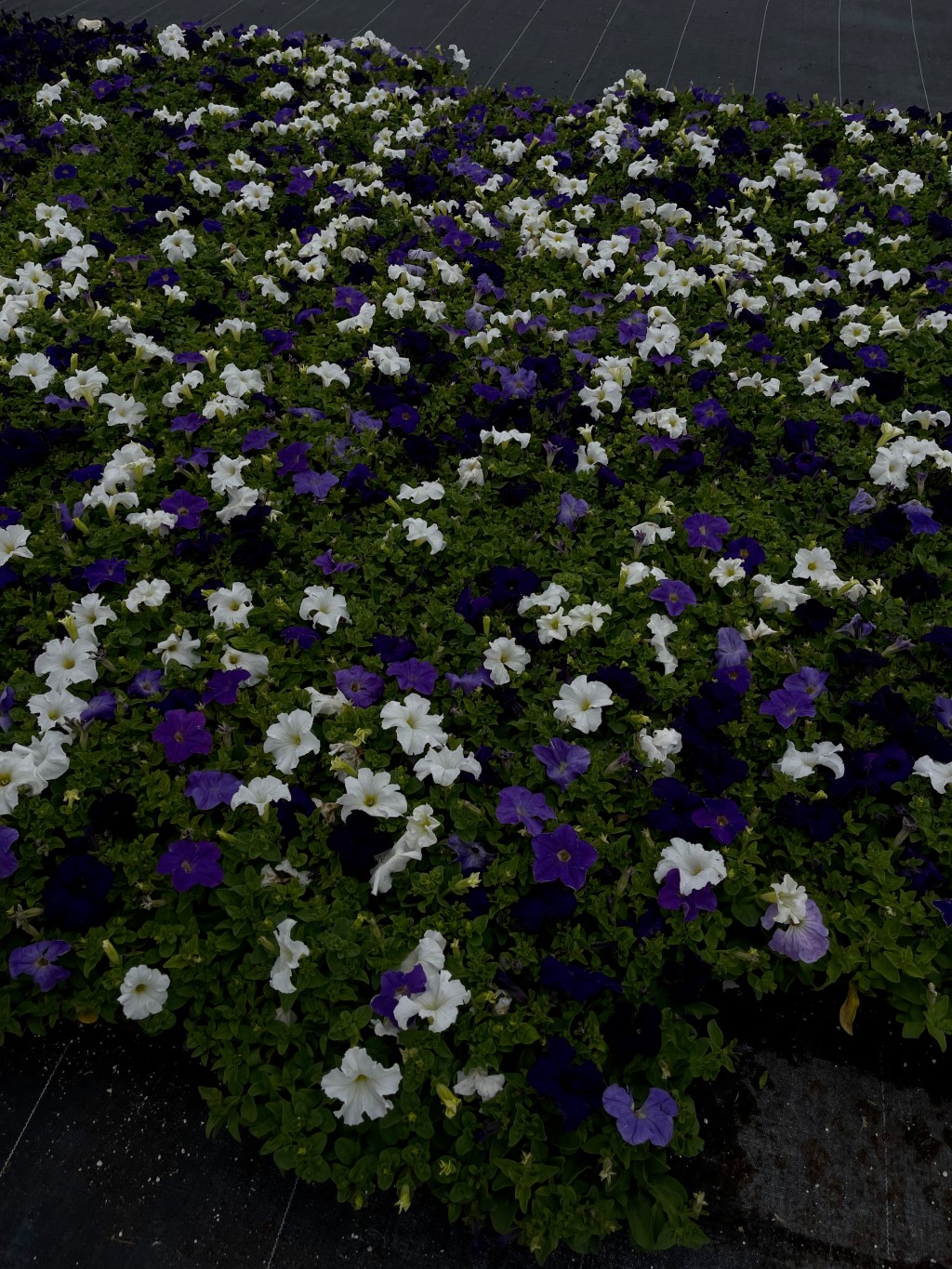 Goodbye May, You Bloomed So Well